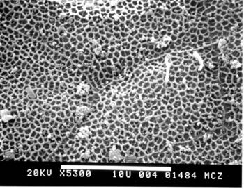 Media type: image; Herpetology R-24828